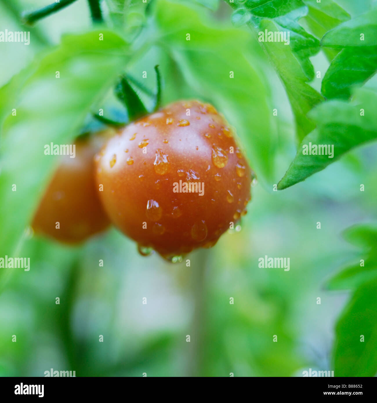 Tomato plant with fruit ripening Stock Photo Alamy