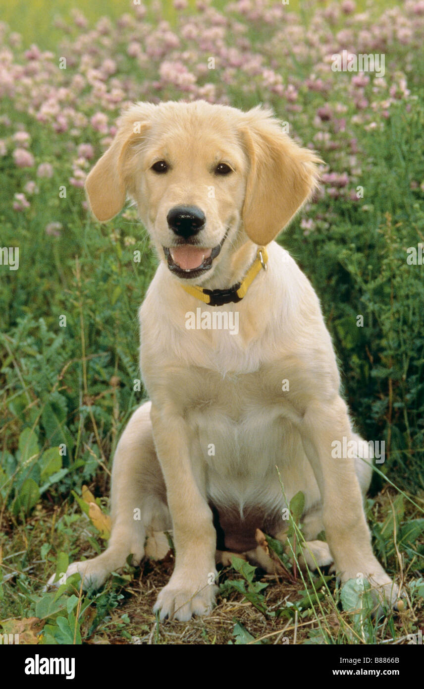 Golden Retriever dog puppy - sitting on meadow Stock Photo - Alamy