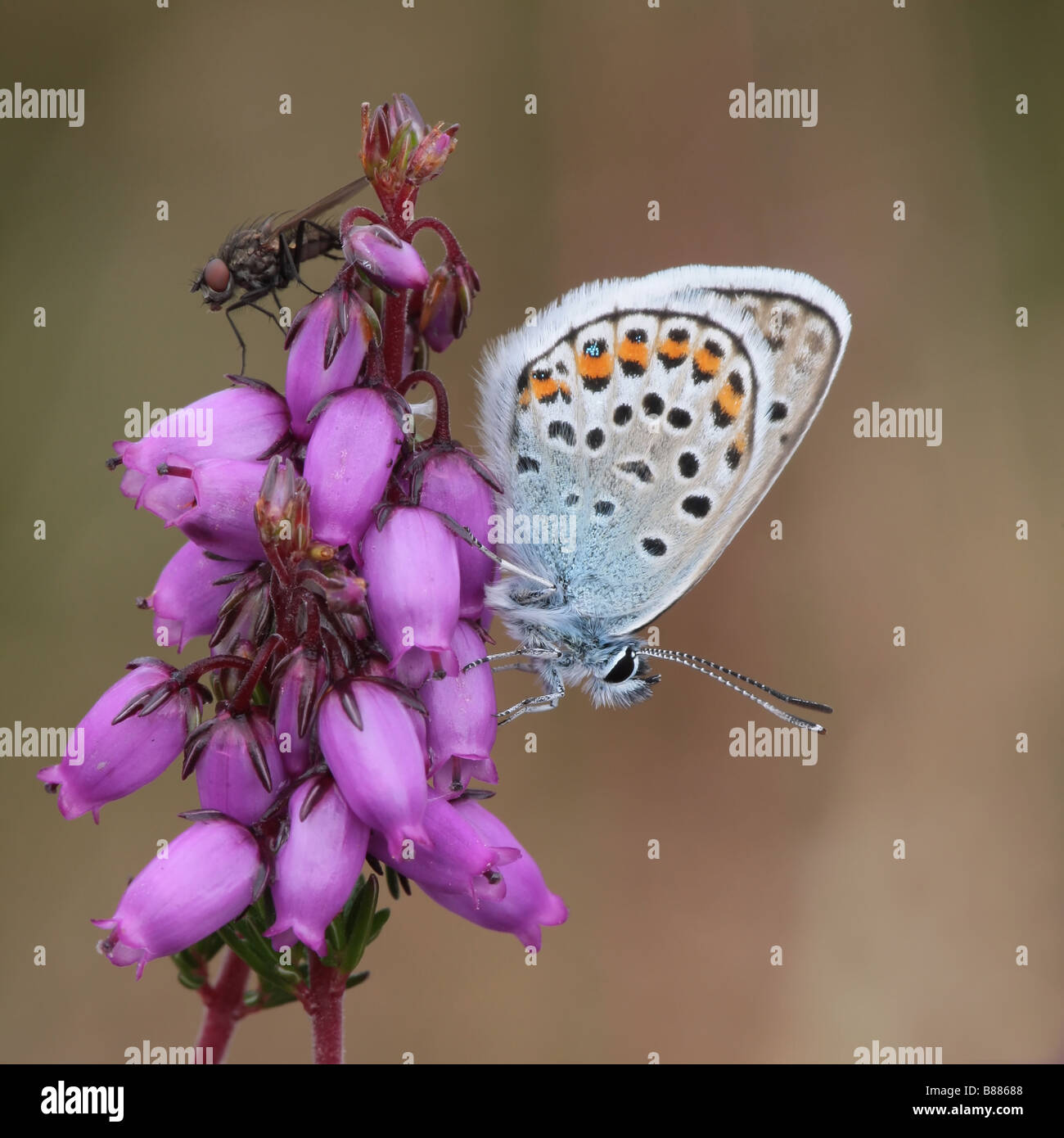 Blue studded butterfly & fly on heather Stock Photo