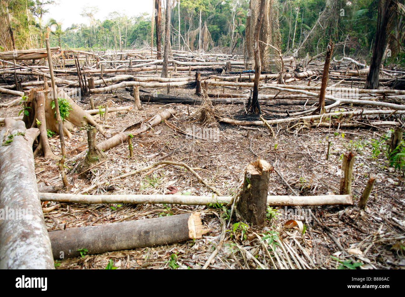 Slash and burn agriculture in the Peruvian Amazon Stock Photo