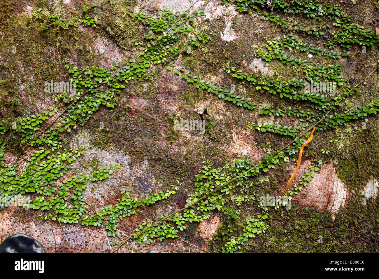 Climbing plant on a buttress root of a rainforest tree with giant land planarian on right Stock Photo