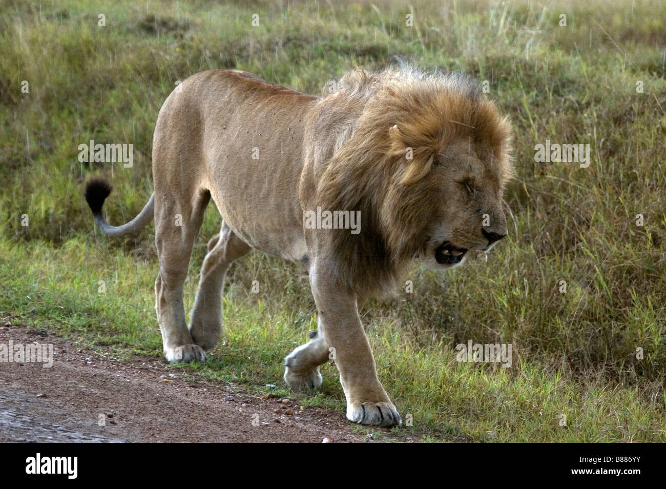 Lion of masai mara hi-res stock photography and images - Alamy