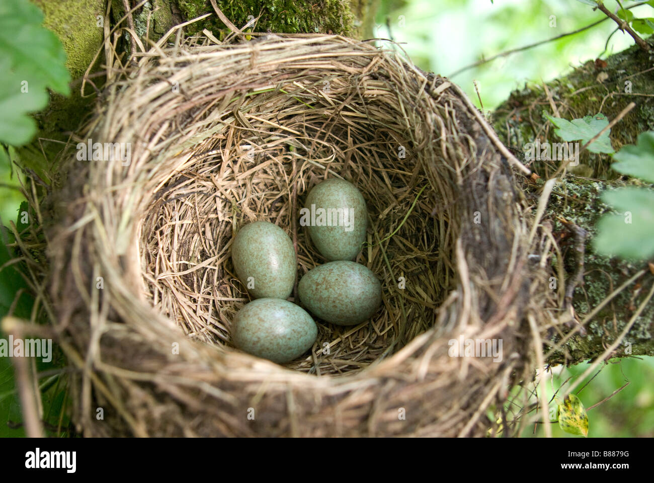 blackbird nest with eggs Stock Photo - Alamy