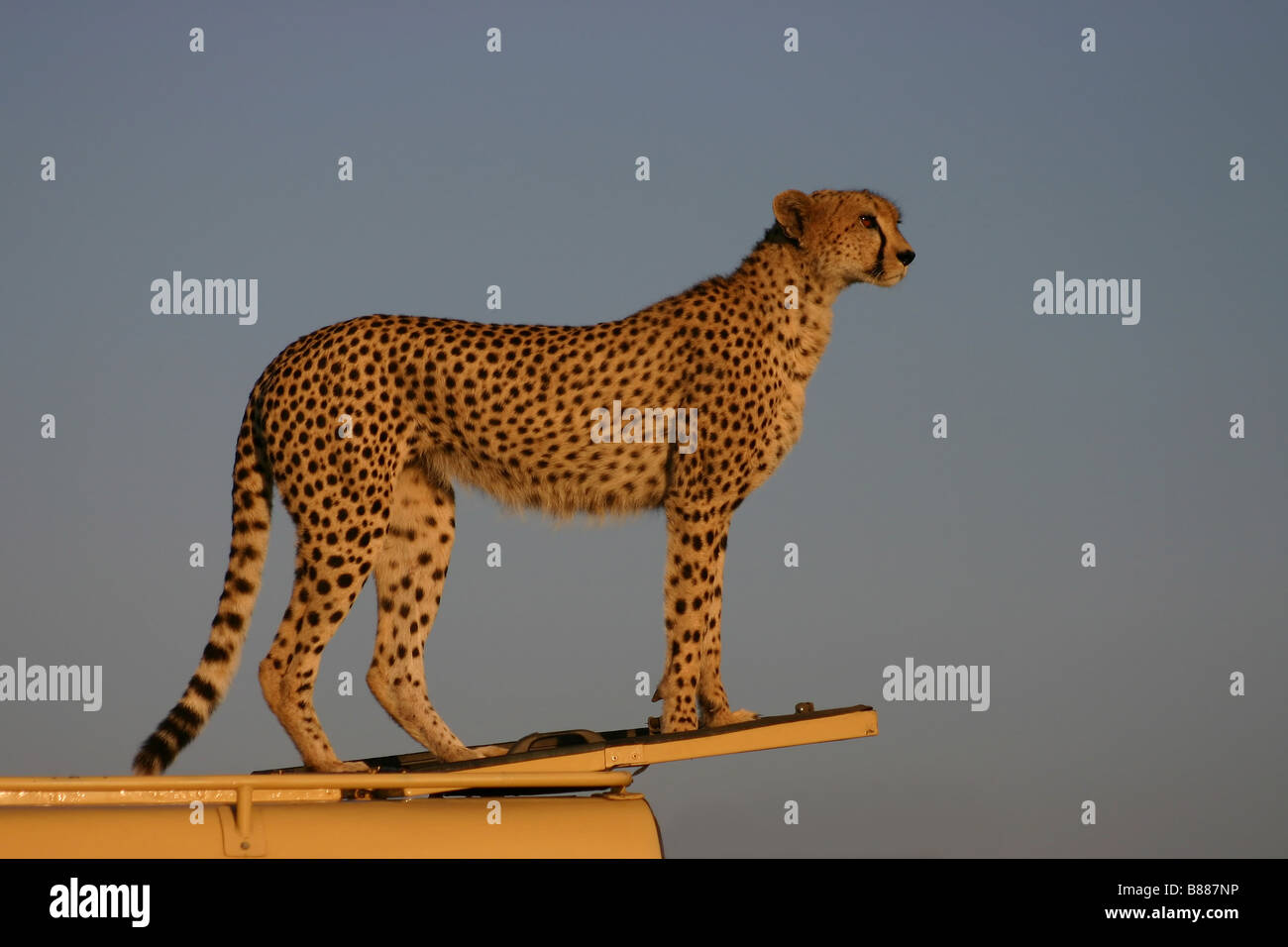 Cheetah using land rover as a look out point Stock Photo