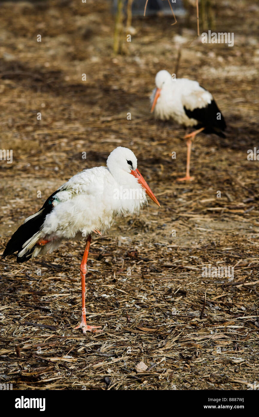 Storks Having Fun Two white storks hi-res stock photography and images - Alamy