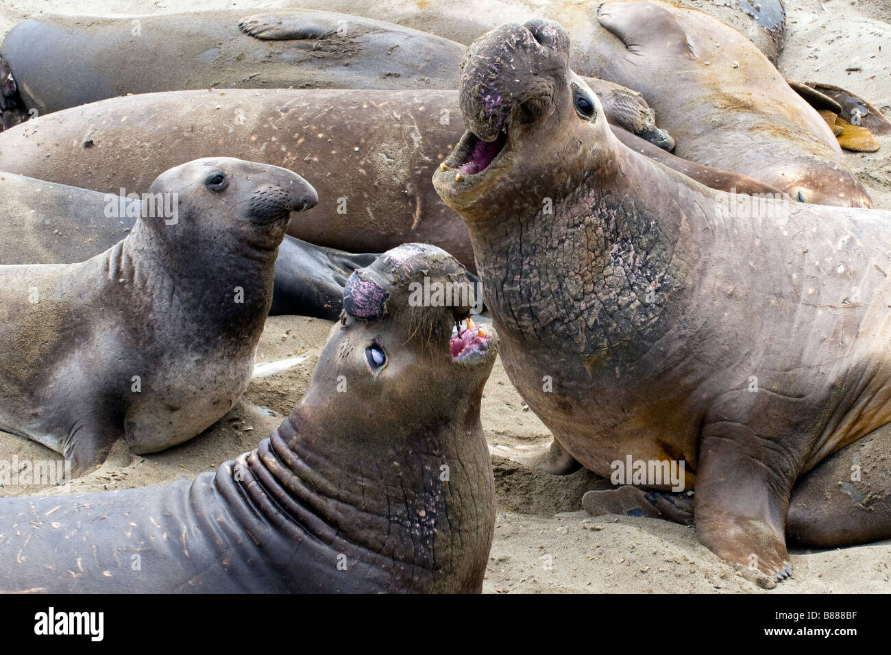 Elephant Seals Rehears for Tourists Stock Photo