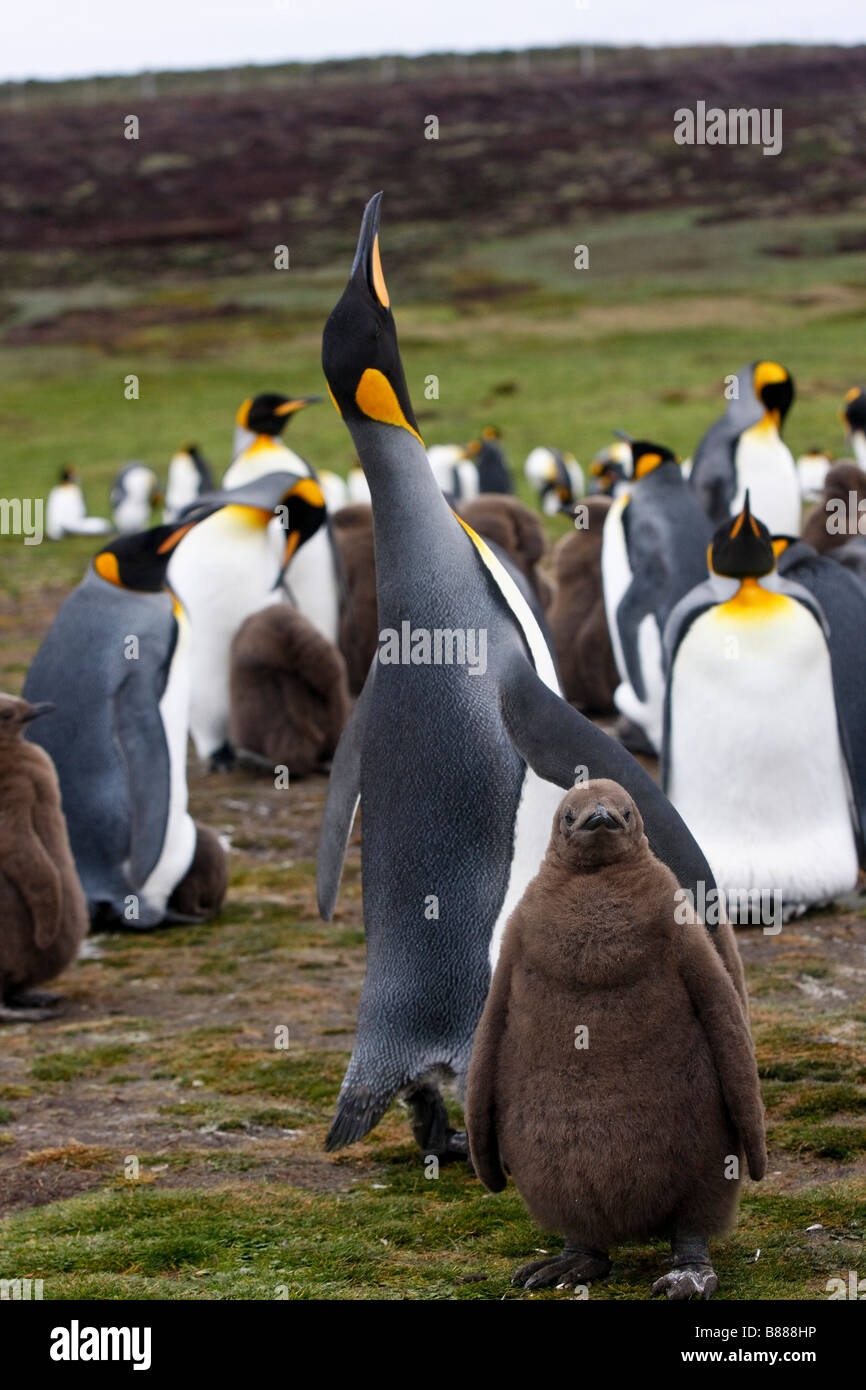 king-penguin-colony-volunteer-point-stanley-falkland-islands-B888HP.jpg