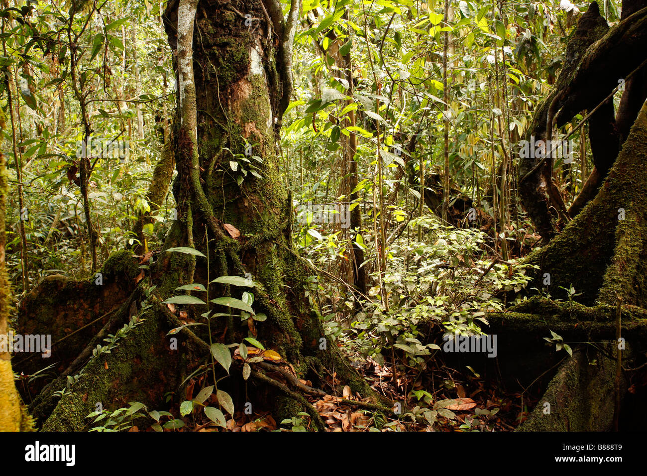 Buttressed trees in the Peruvian Amazon Stock Photo