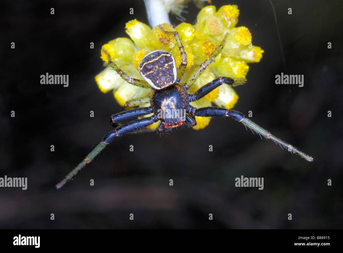 A species of CRAB SPIDER  Family : Thomisidae Stock Photo