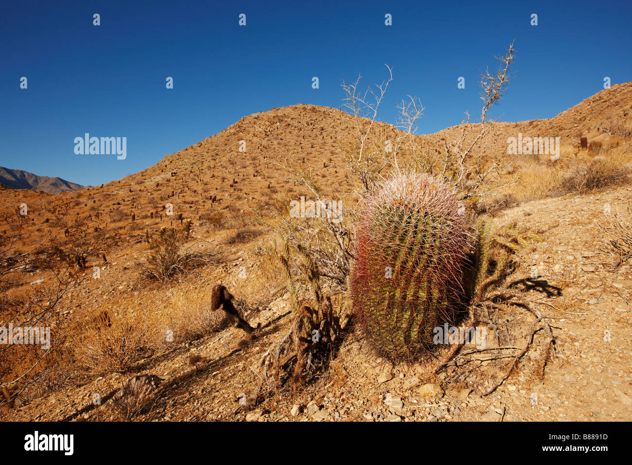 Red Barrel Cactus in Palm Canyon. Palm Springs, California, USA. Stock Photo