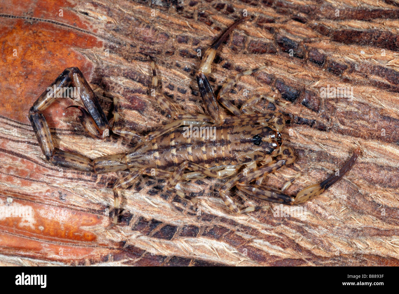 Isometrus sp. Family BUTHIDAE Bark scorpions. Stock Photo