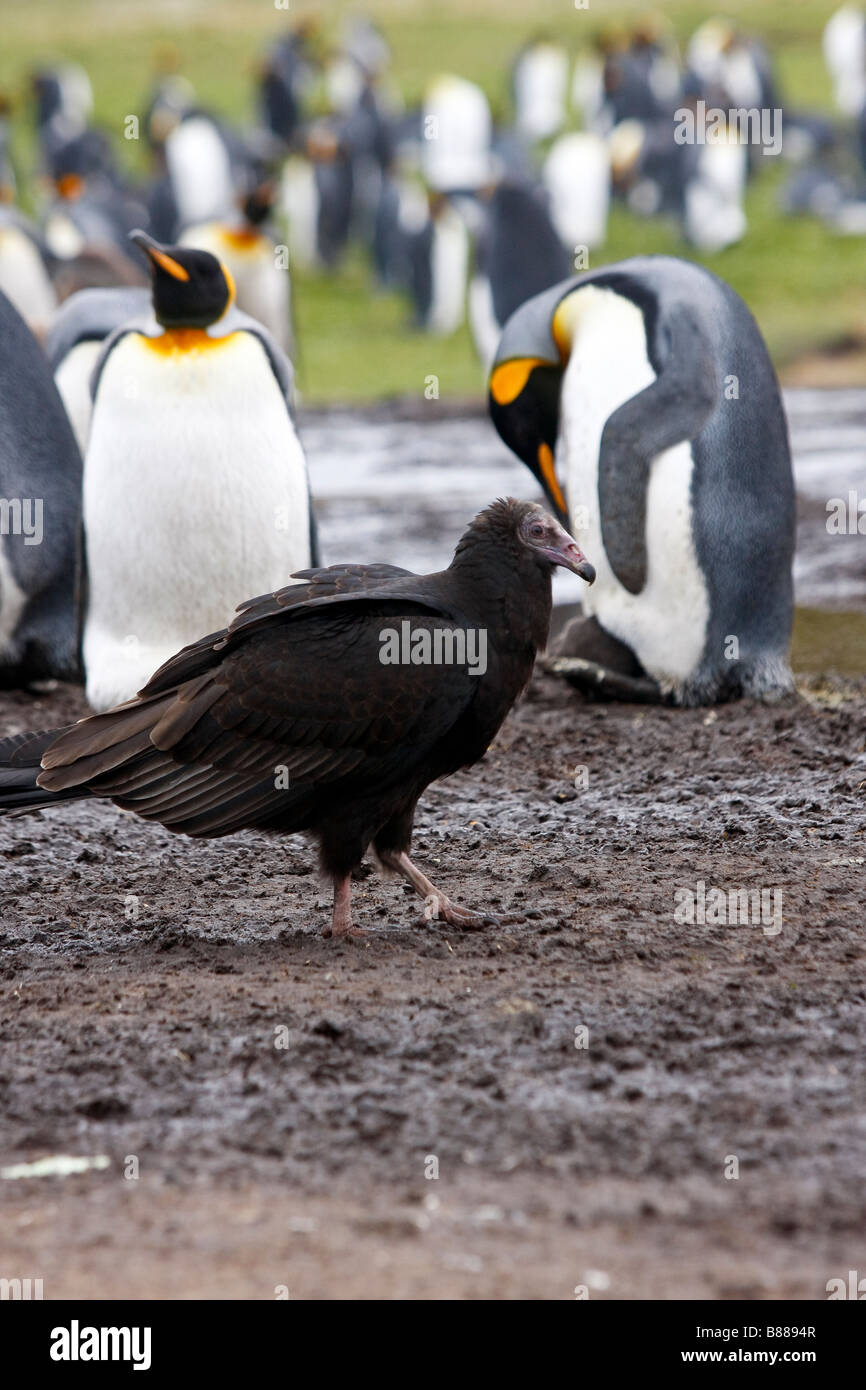 turkey vulture king penguin colony Volunteer Point Stanley Falkland Islands Stock Photo