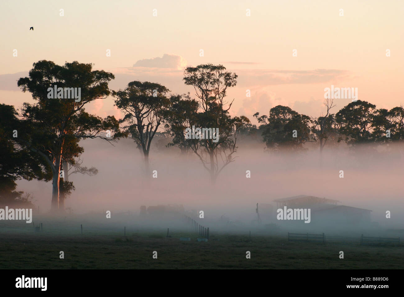 Farmhouse in early morning mist, Sunshine Coast, Australia Stock Photo