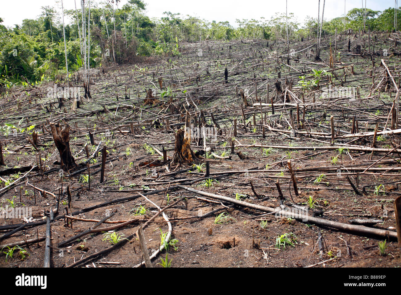 Rainforest cleared for slash and burn agriculture in Loreto Province