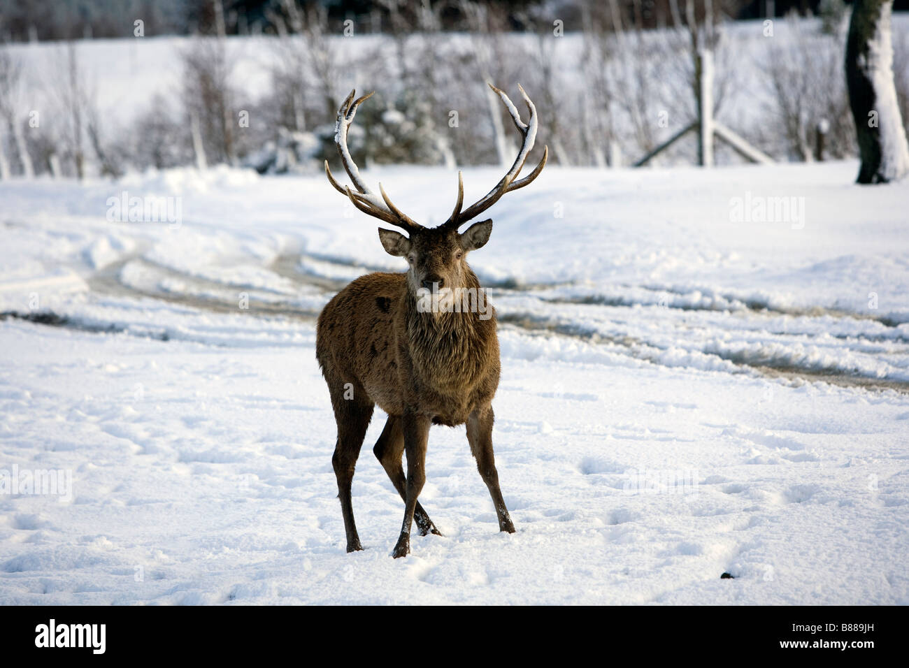 A red stag deer in a snow scene Stock Photo