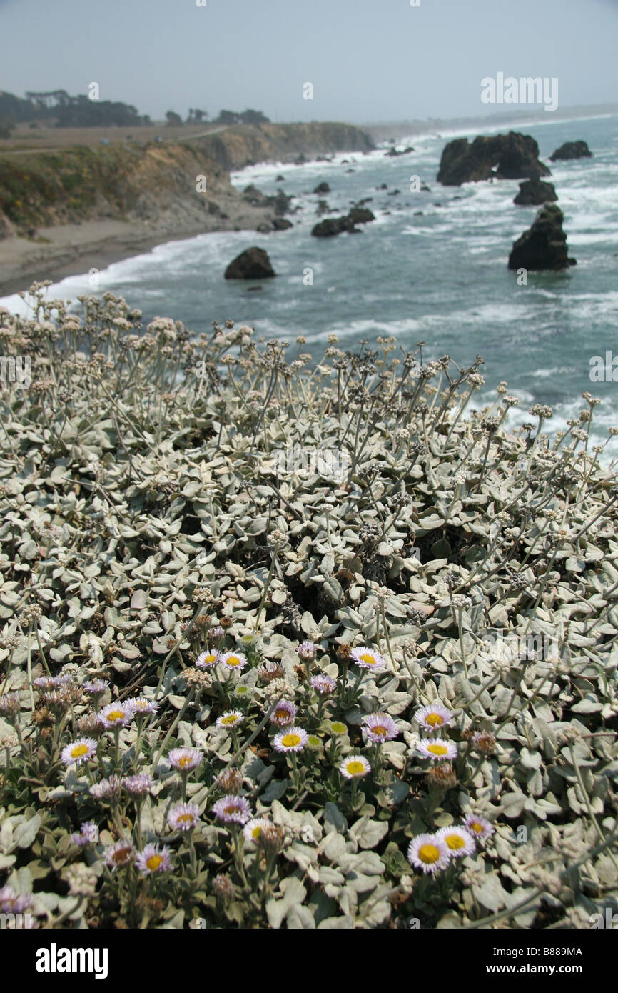 View of wildflowers over Carmet Beach, Sonoma Coast State Beach, on the Pacific Coast Highway, Route 1, California. Stock Photo
