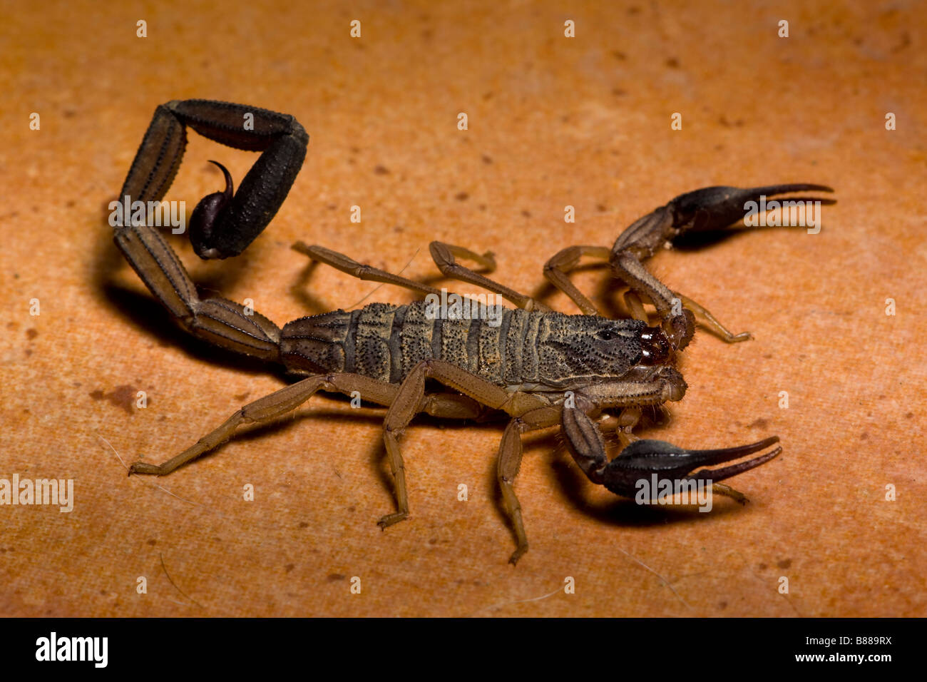 A black scorpion (Centruroides limbatus) found on the kitchen floor in Playas del Coco, Guanacaste, Costa Rica. Stock Photo