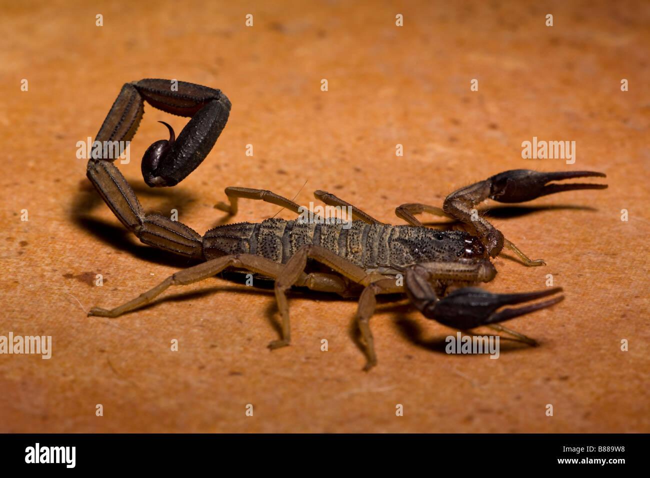 A black scorpion (Centruroides limbatus) found on the kitchen floor in Playas del Coco, Guanacaste, Costa Rica. Stock Photo