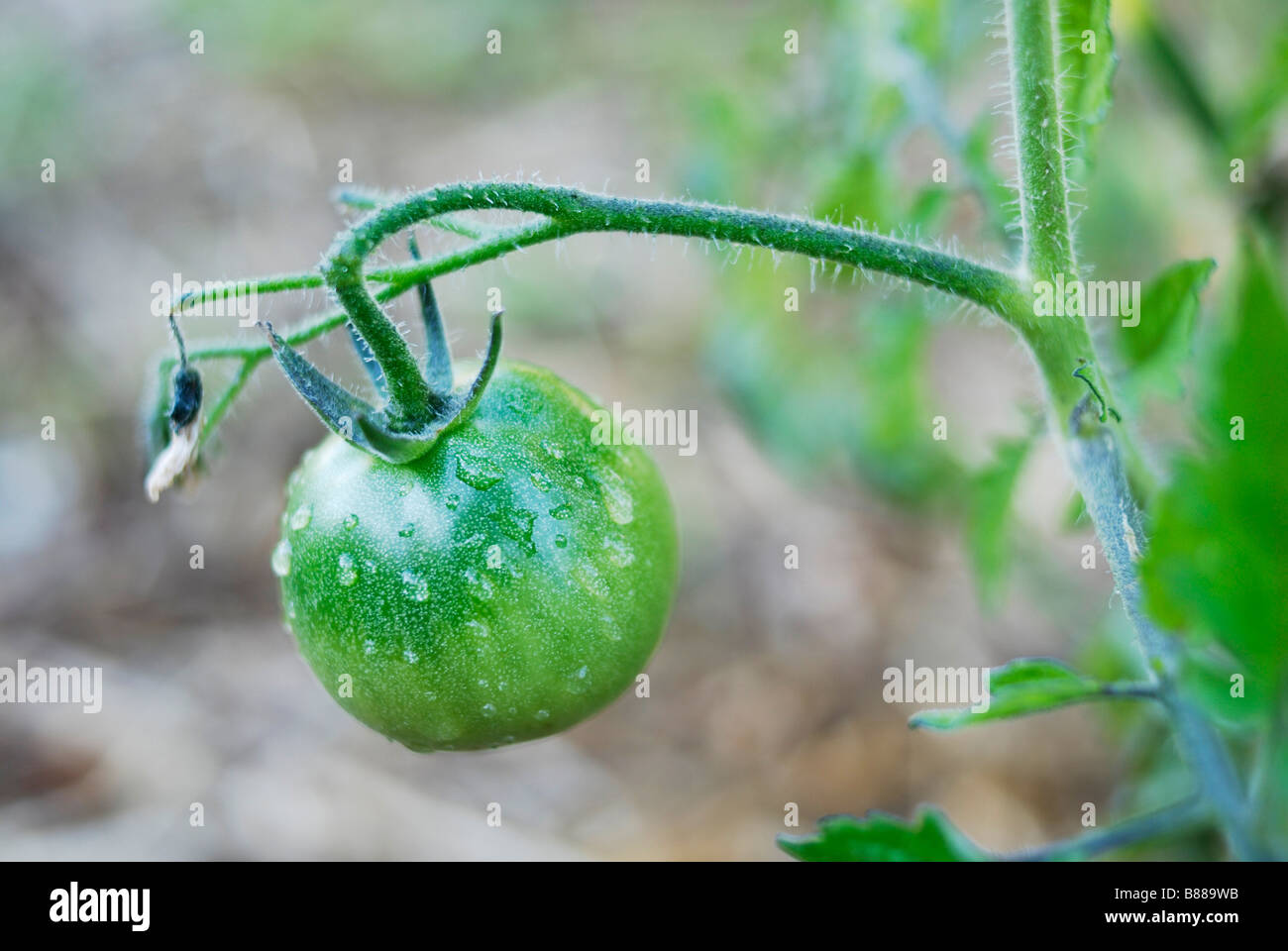Tomato plant with green fruit ripening Stock Photo Alamy