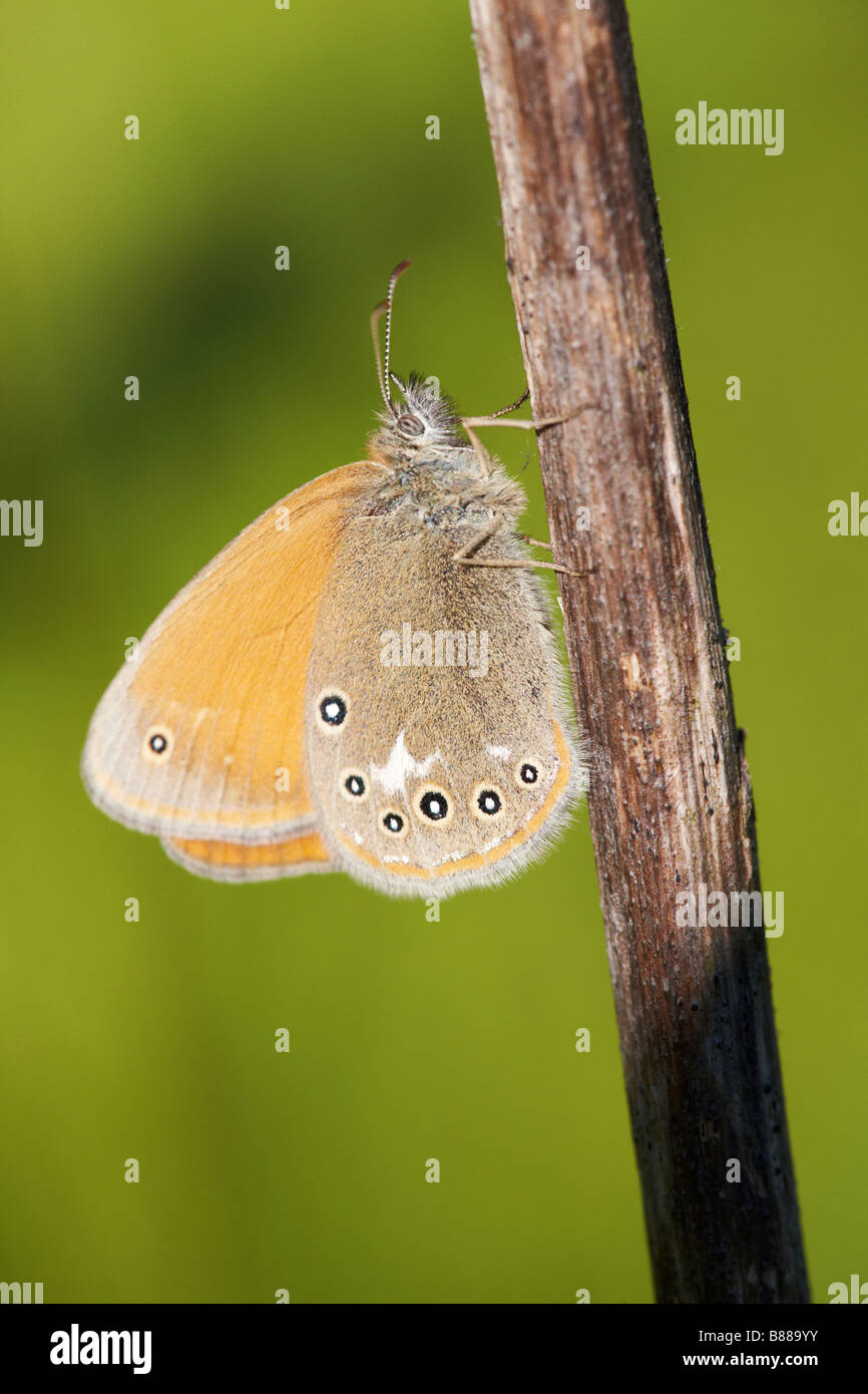 Adult Chestnut Heath Butterfly rests on a twig (Coenonympha glycerion). Stock Photo