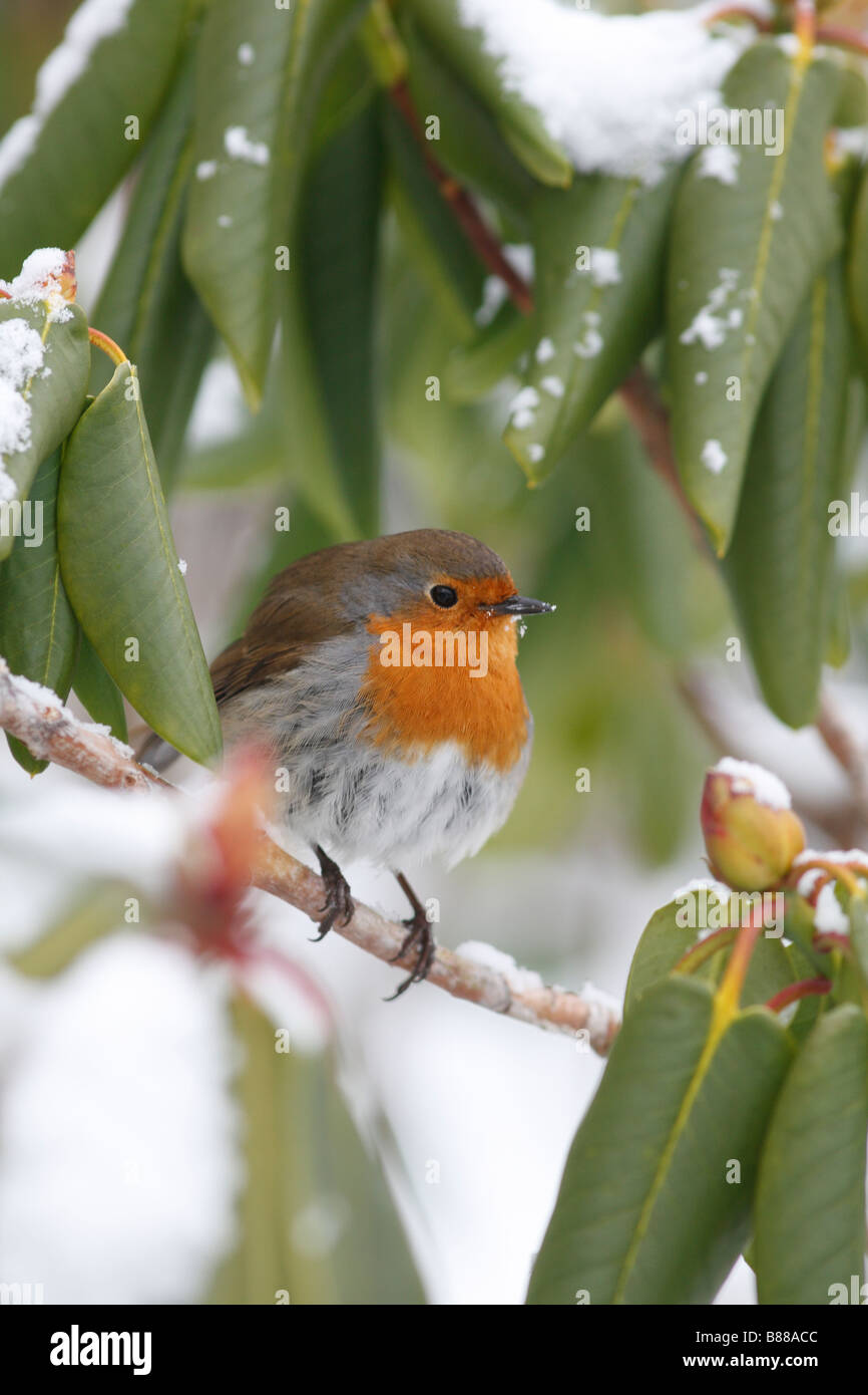 ROBIN Erithacus rubecula PERCHING ON SNOW COVERED RHODODENDRON Stock Photo