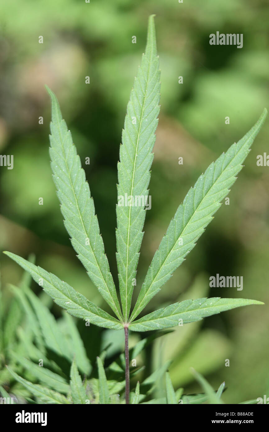 Bhang plant hi-res stock photography and images - Alamy