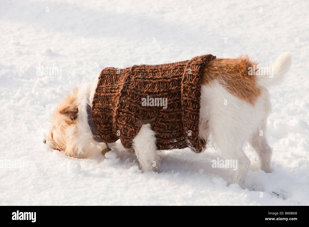 A dog playing in the snow in Ambleside UK Stock Photo - Alamy