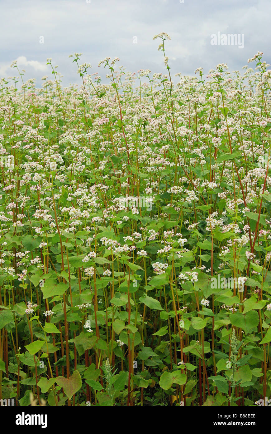 Buchweizen buckwheat 08 hires stock photography and images Alamy