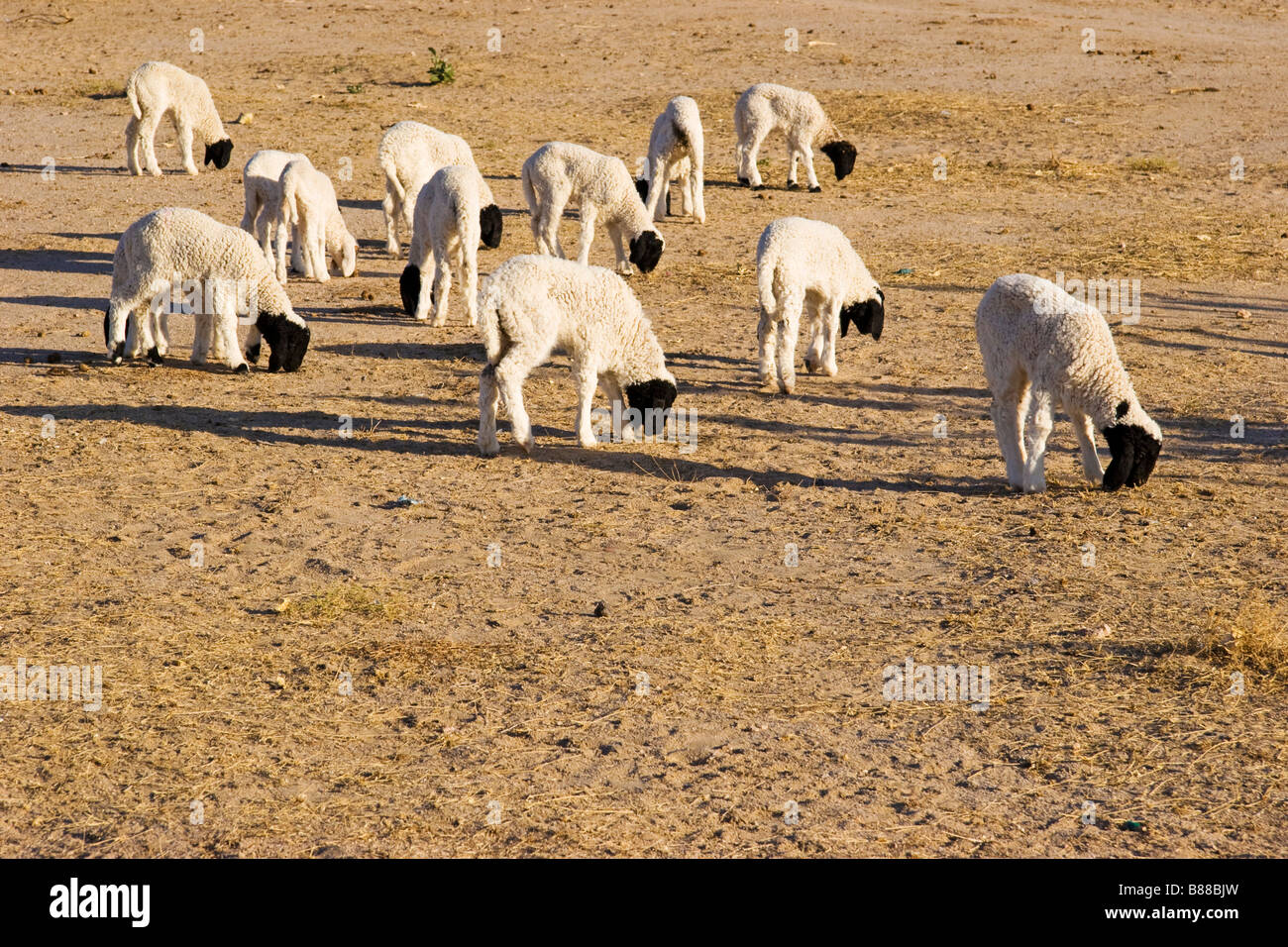 goats in desert Khuri Rajasthan India Stock Photo