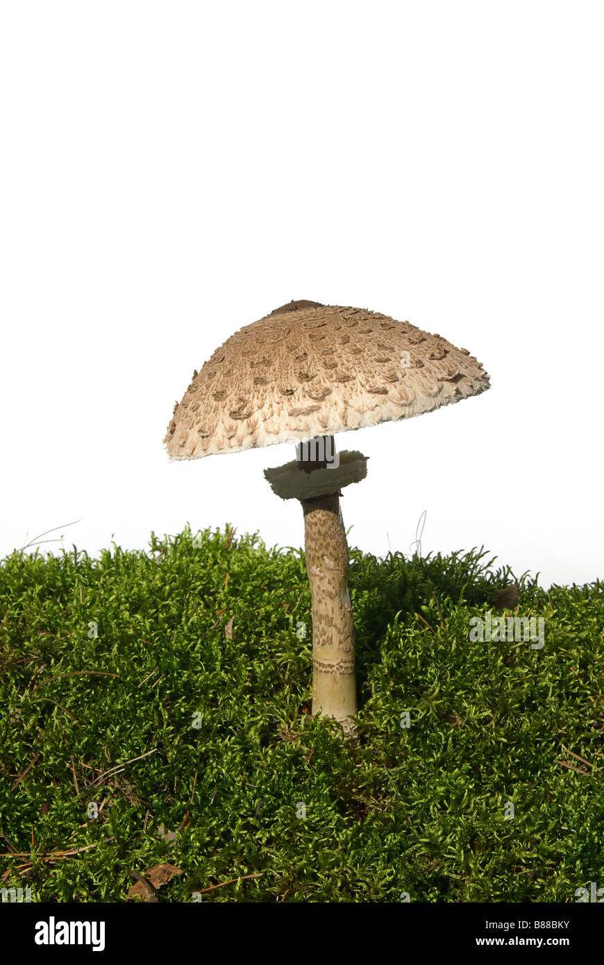 Riesenschirmpilz Parasol mushroom 05 Stock Photo