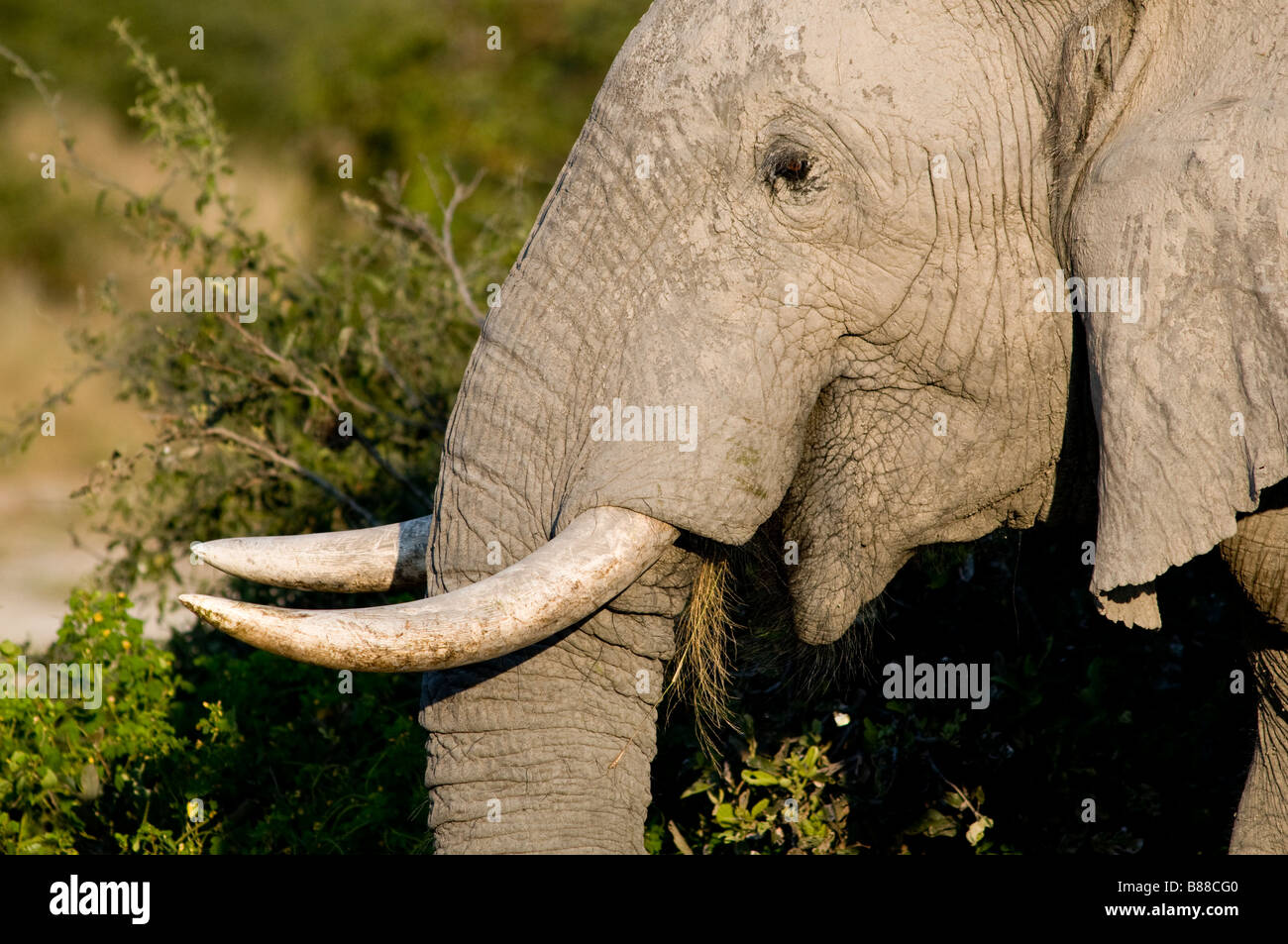 Elephant Close up Stock Photo