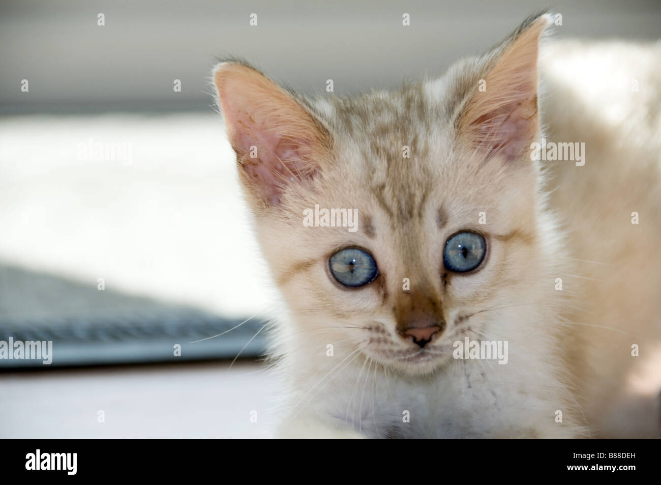 A Bengal kitten with bright blue eyes Stock Photo - Alamy