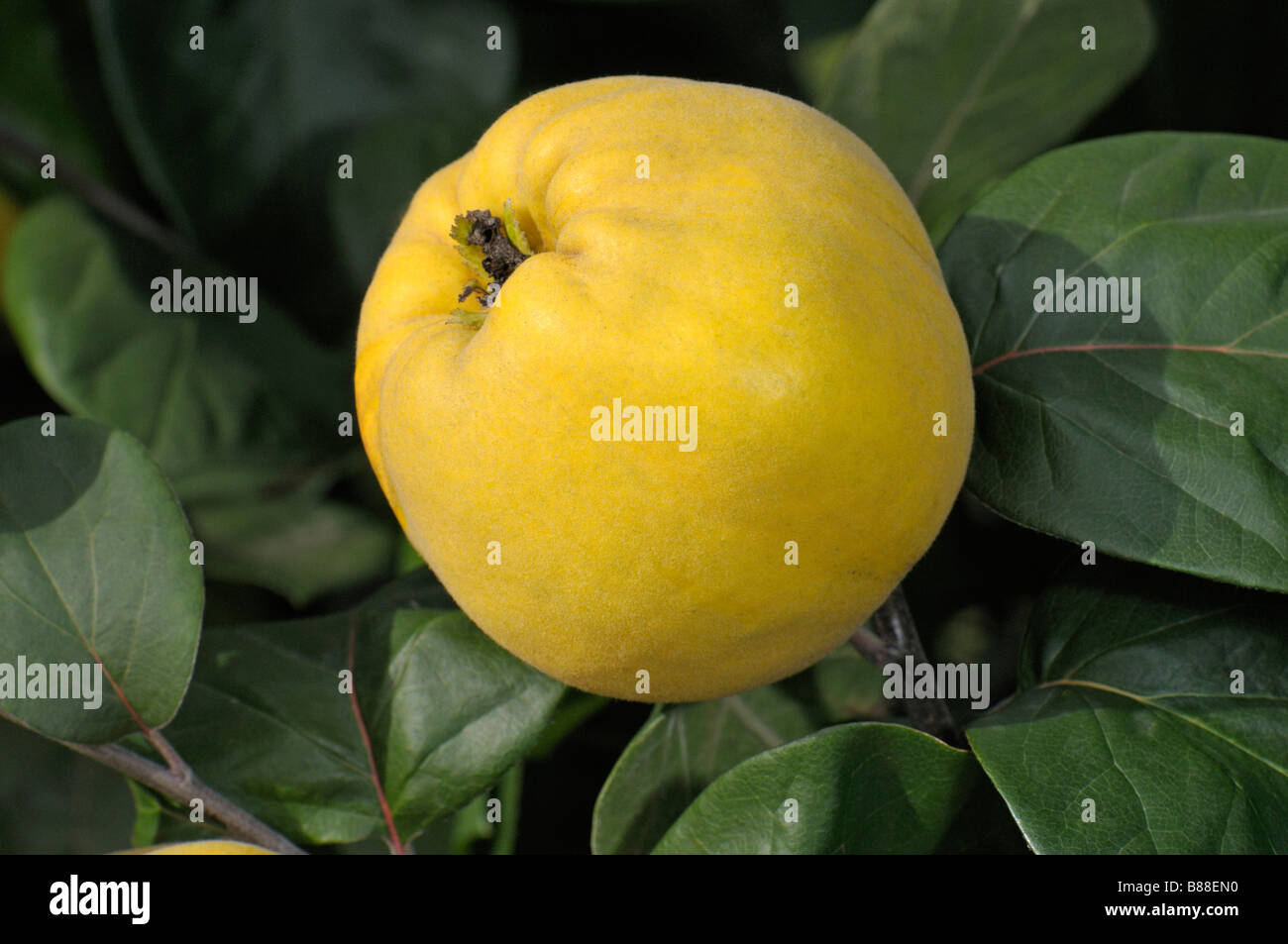 Quince fruit tree hires stock photography and images Alamy