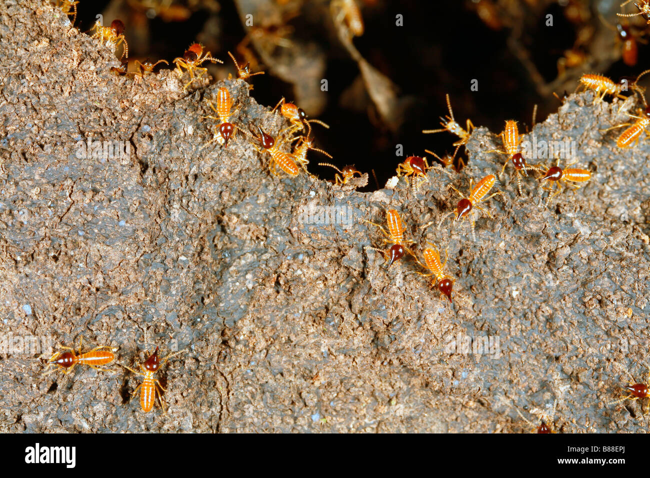 Nasute termites on a damaged termite nest Stock Photo