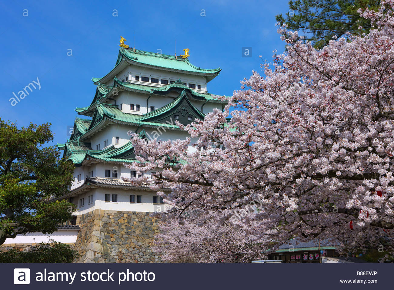 Cherry Blossom Nagoya Japan