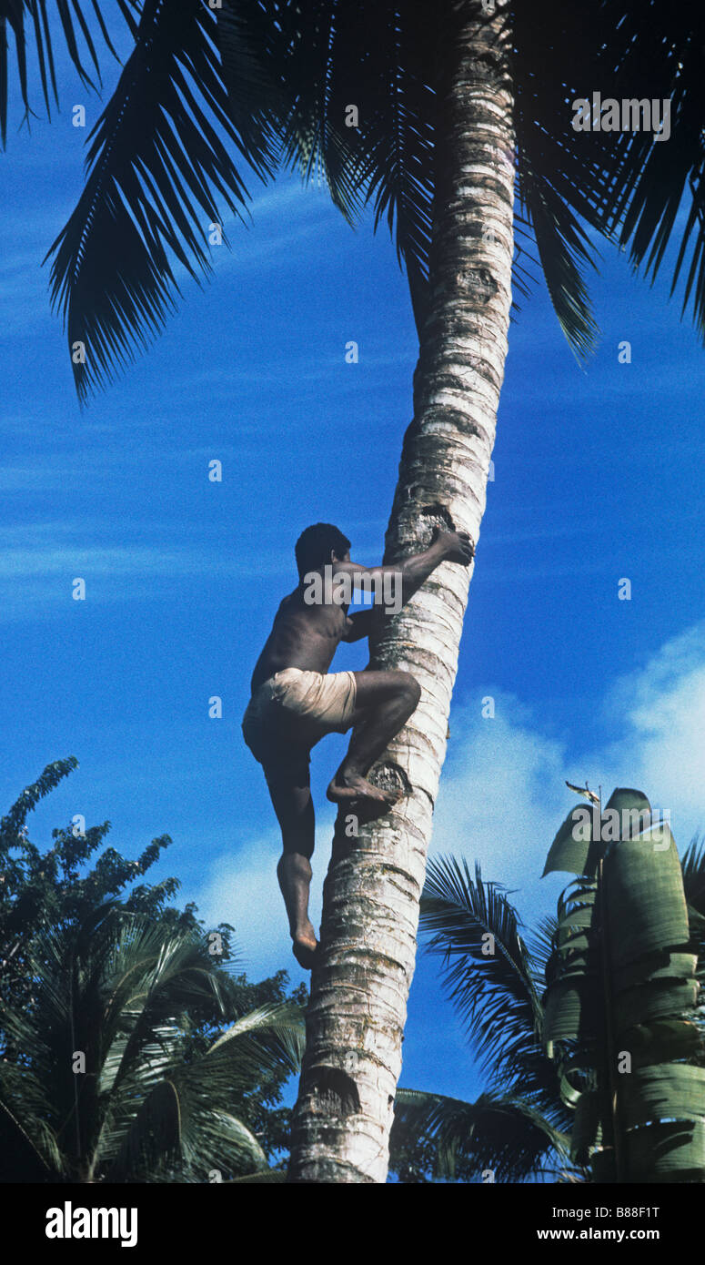 youth climbing the 'stepped' trunk of a coconut palm in the Seychelles Stock Photo
