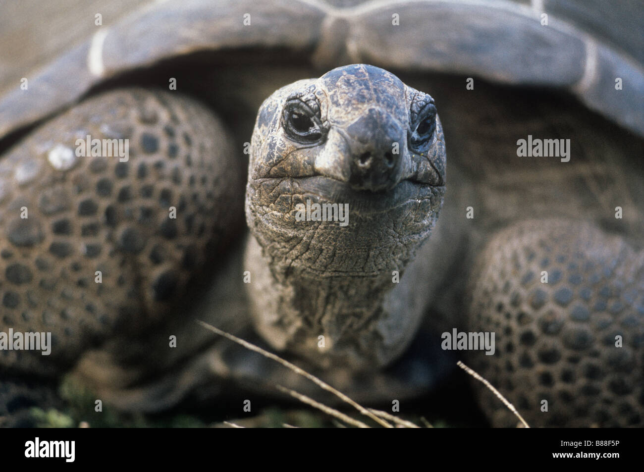 A very old giant tortoise endemic to the Seychelles Stock Photo
