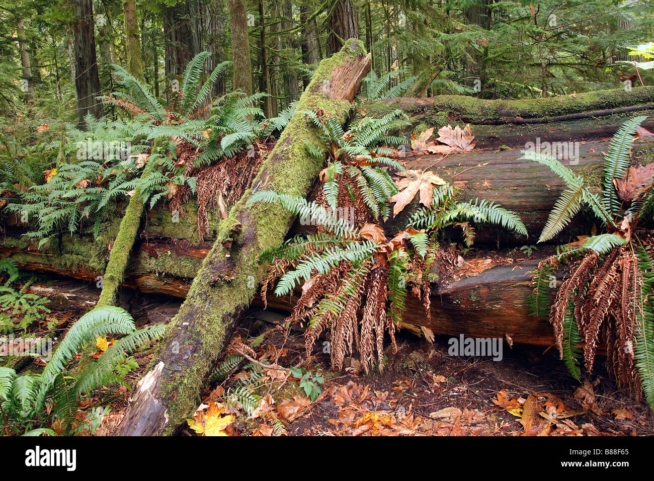 Decaying tree trunk at the temperate rain forest, Cathedral Grove, British Columbia Stock Photo