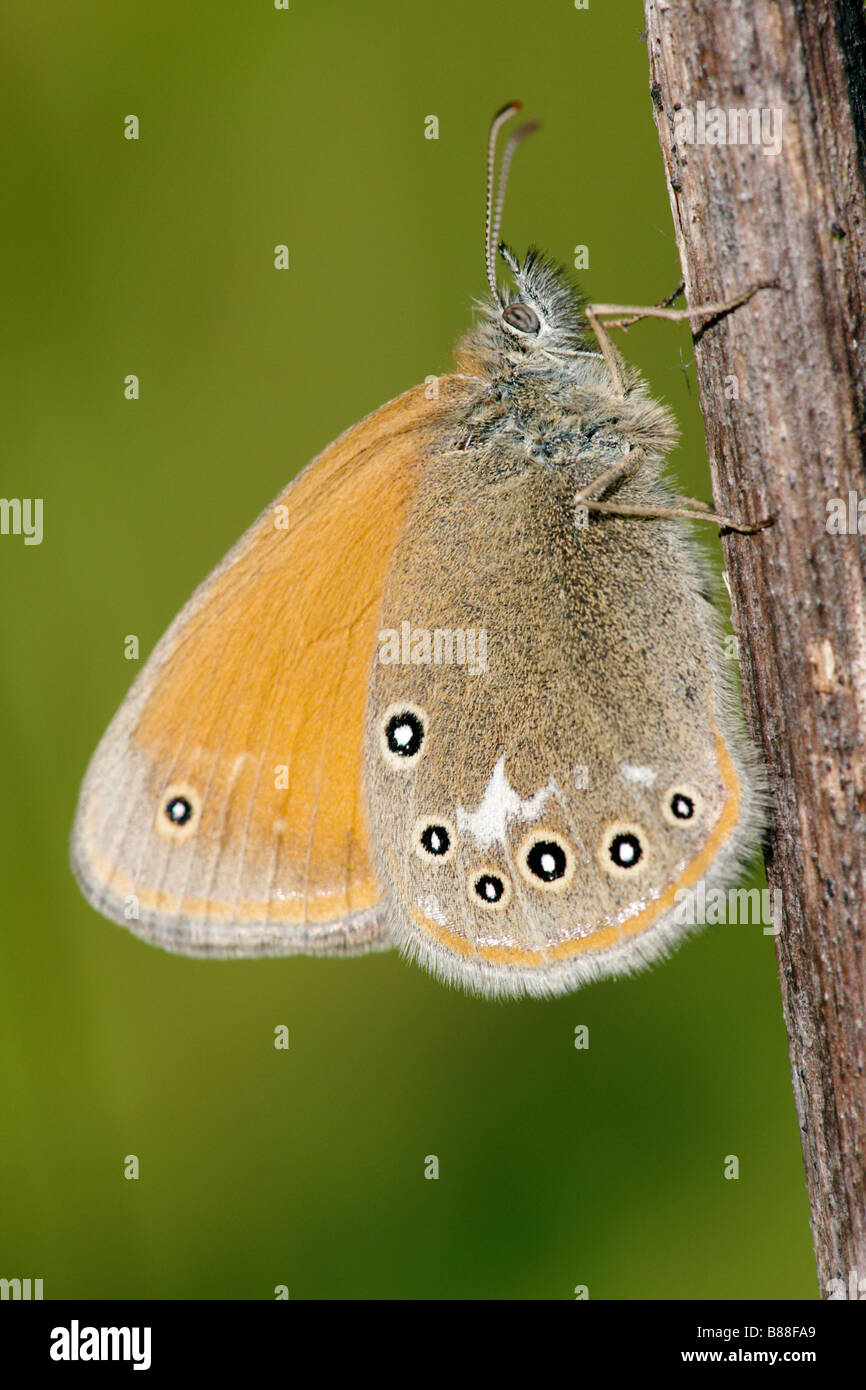 Adult Chestnut Heath Butterfly rests on a twig (Coenonympha glycerion). Stock Photo