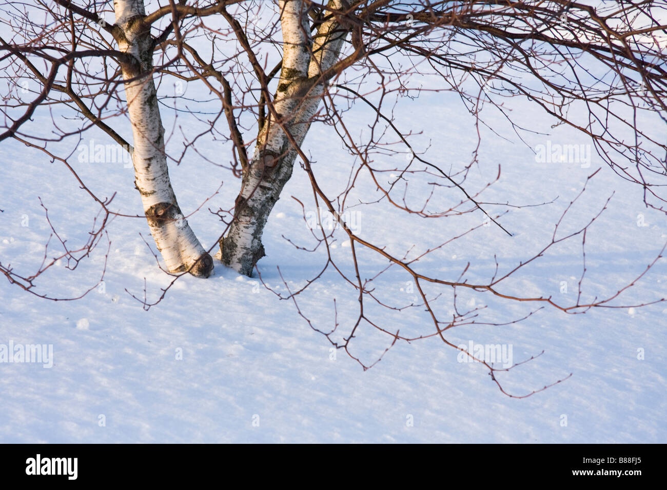 Small birch trees in winter lit by setting sun Stock Photo
