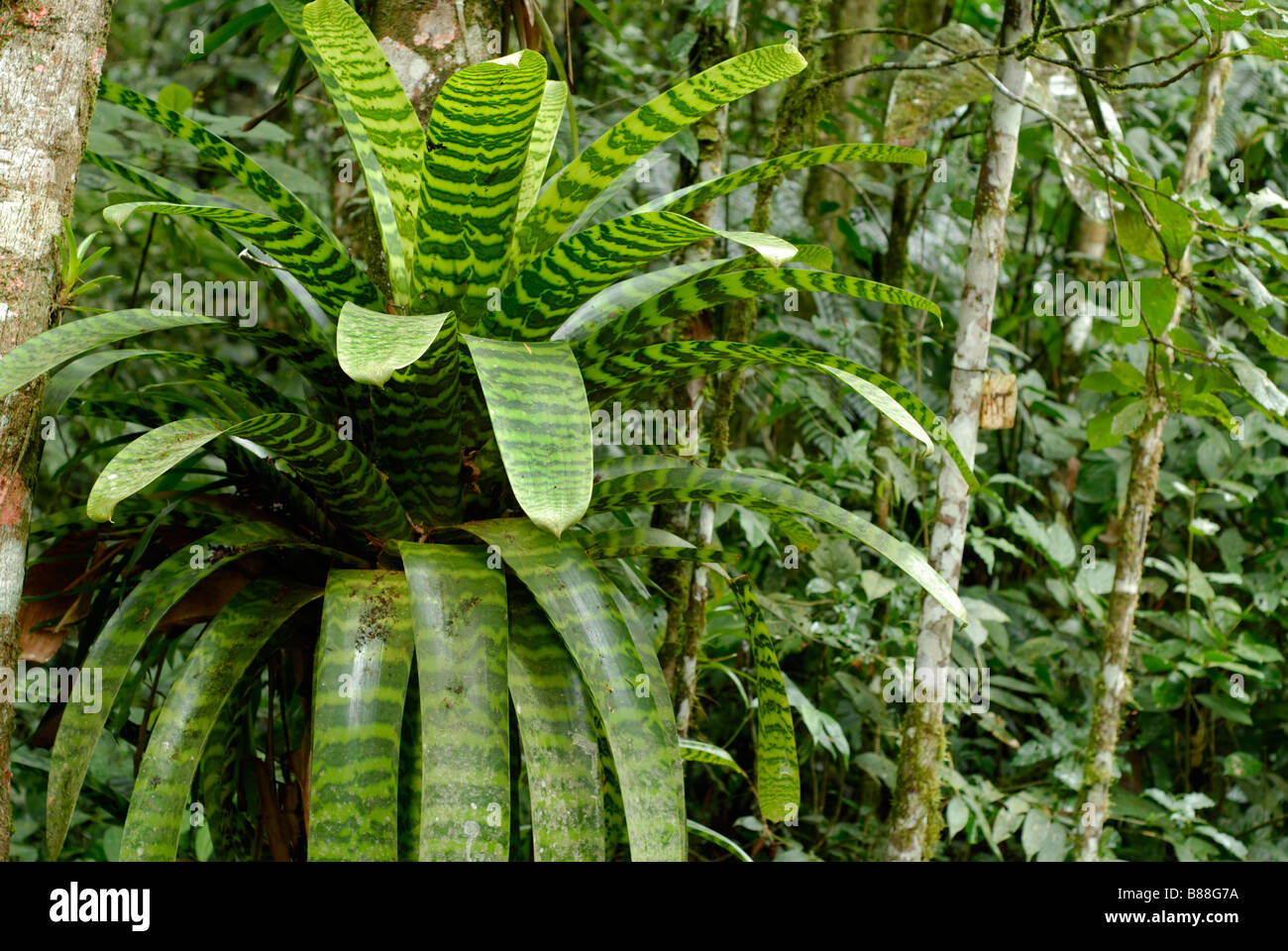Large tank bromeliad in the Atlantic Rainforest Stock Photo