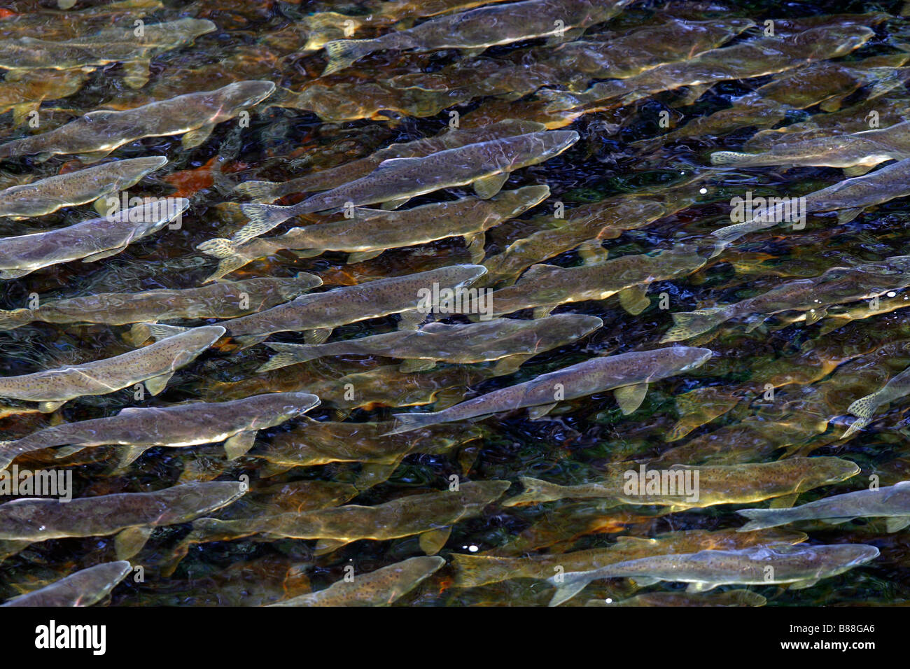 Humpback Salmon, Pink Salmon (Oncorhynchus gorbuscha). Migrating fishes returning into their spawning stream near Glen Cove Stock Photo