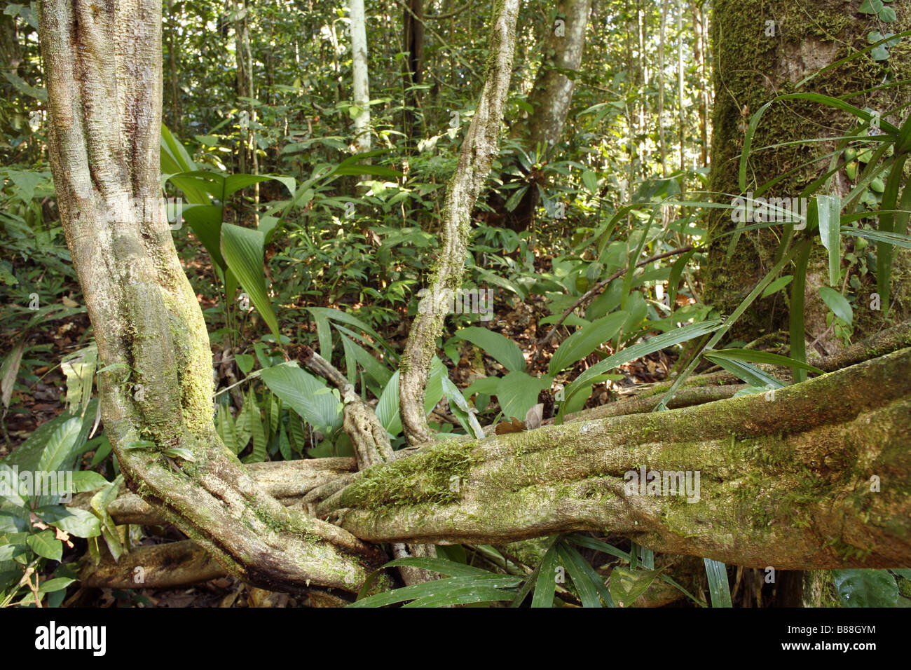 Tangle of lianas in the rainforest understory, Peru Stock Photo