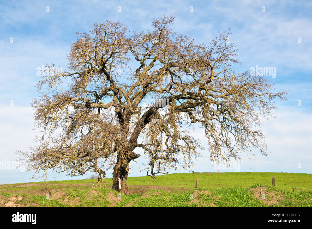 California hills oak tree hires stock photography and images Alamy