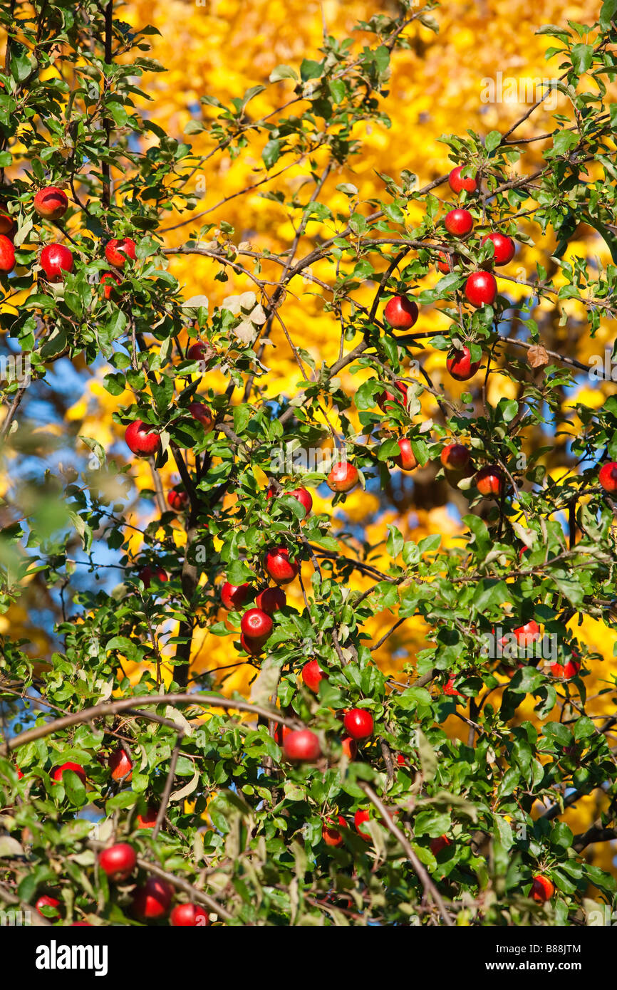 Apples exterior hi res stock photography and images Alamy Apples exterior hi res stock photography and images Alamy