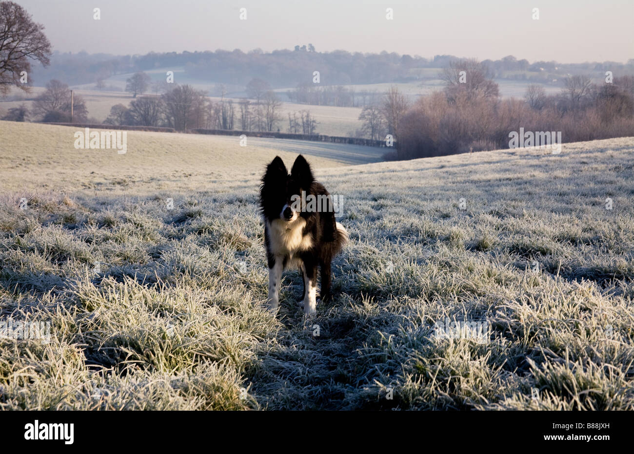 Border collie dog in frosty fields Weald of Kent UK Stock Photo