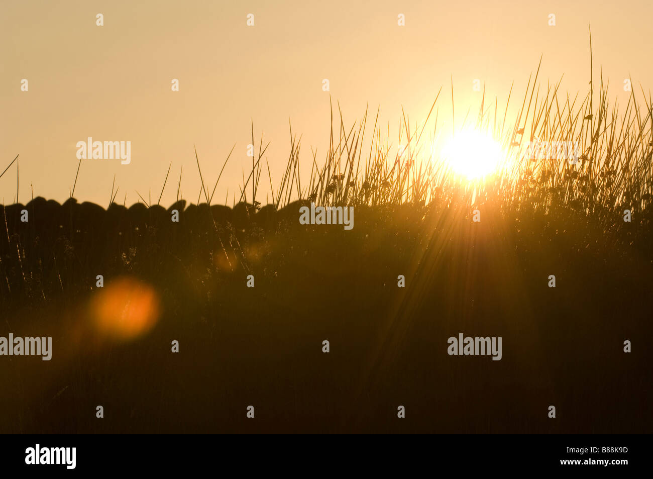 Evening sun flaring through grasses Stock Photo