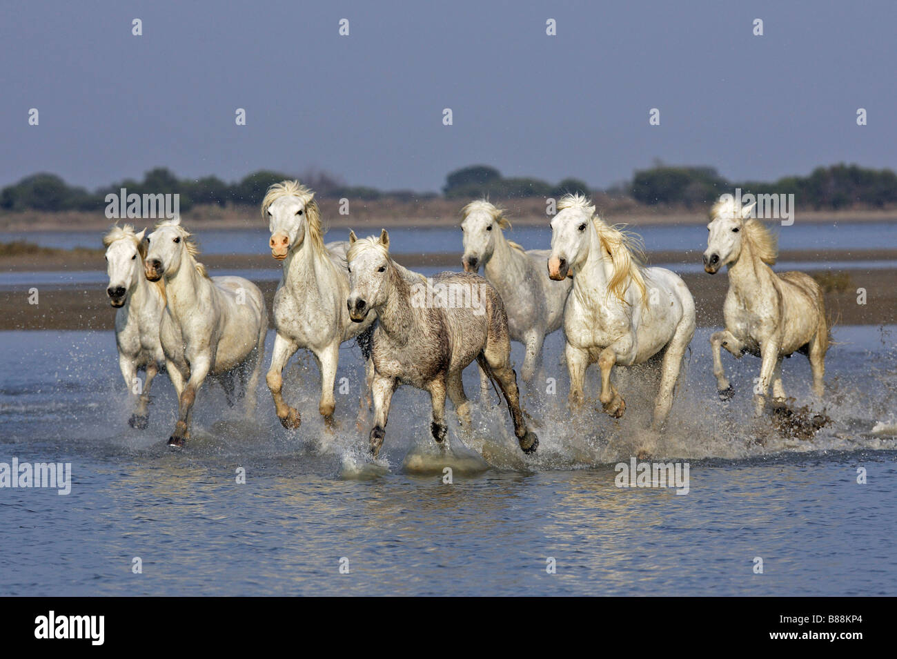 Camargue Horse (Equus caballus). Small herd galloping through shallow water Stock Photo