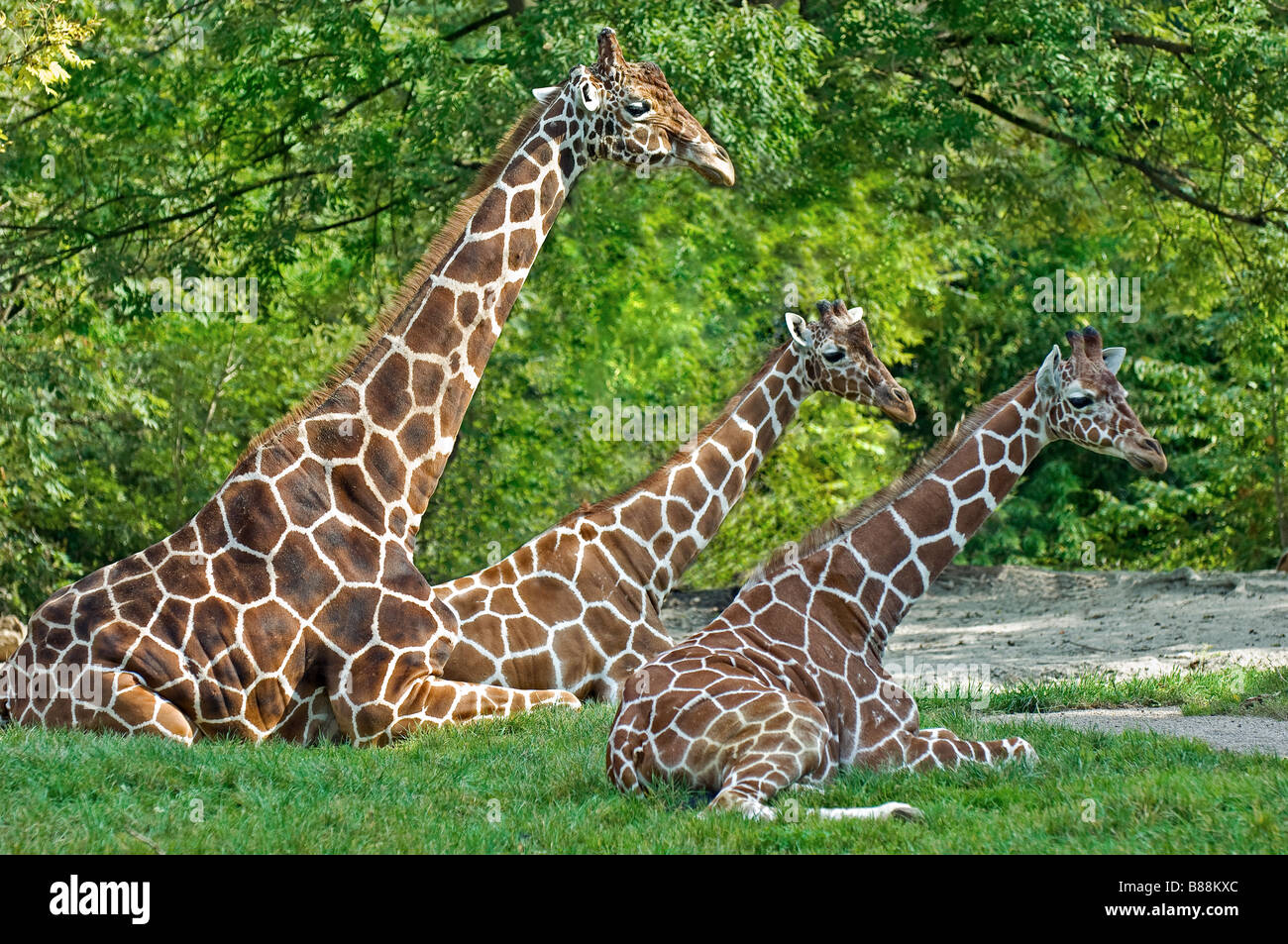 giraffe and two cubs - lying Stock Photo