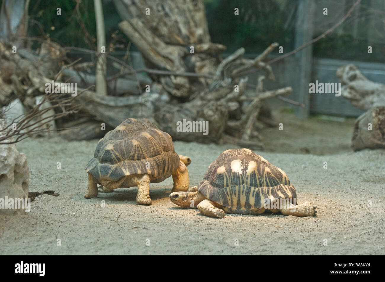 radiated tortoise / Astrochelys radiata Stock Photo